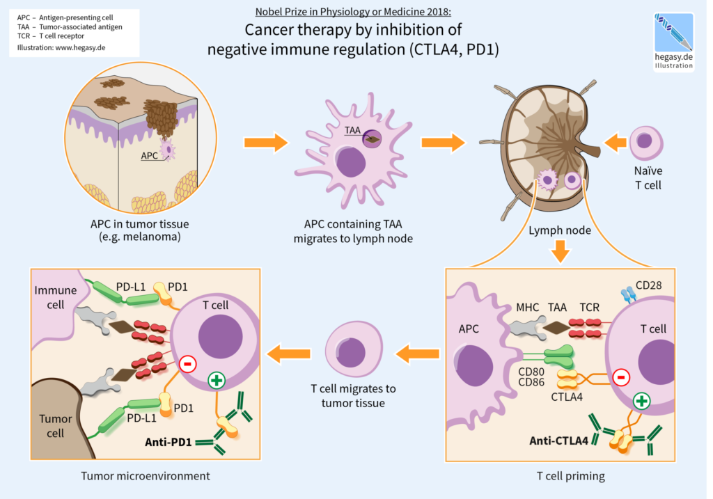 CTLA-4 ve PD-1 kontrol noktası inhibitörlerinin etki mekanizmasını gösteren şema