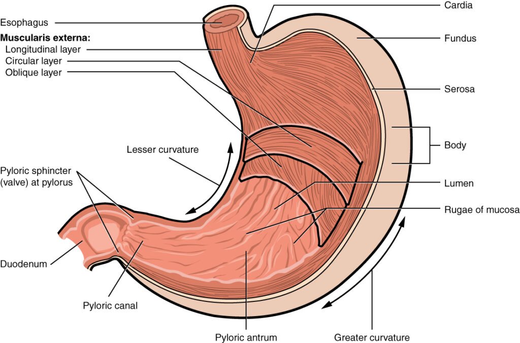 Midenin bölümlerini ve duvar katmanlarını gösteren anatomik şema