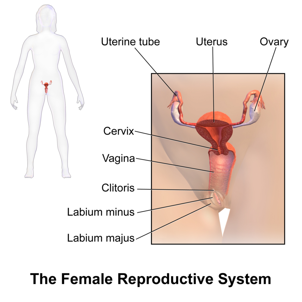Yumurtalıkların rahim ve tüplerle ilişkisini gösteren anatomik illüstrasyon