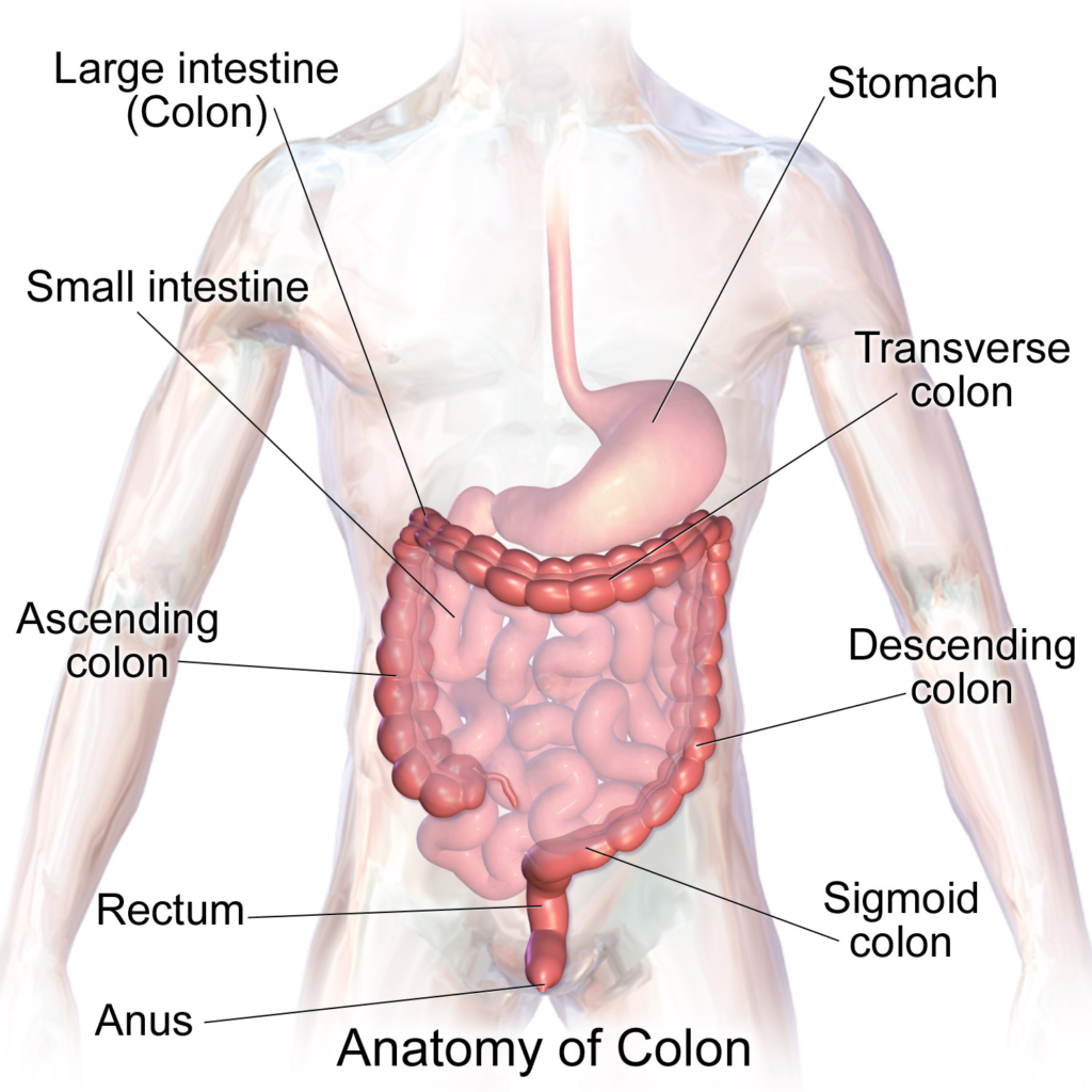 Çekumdan rektuma kalın bağırsağın bölümlerini gösteren anatomik illüstrasyon