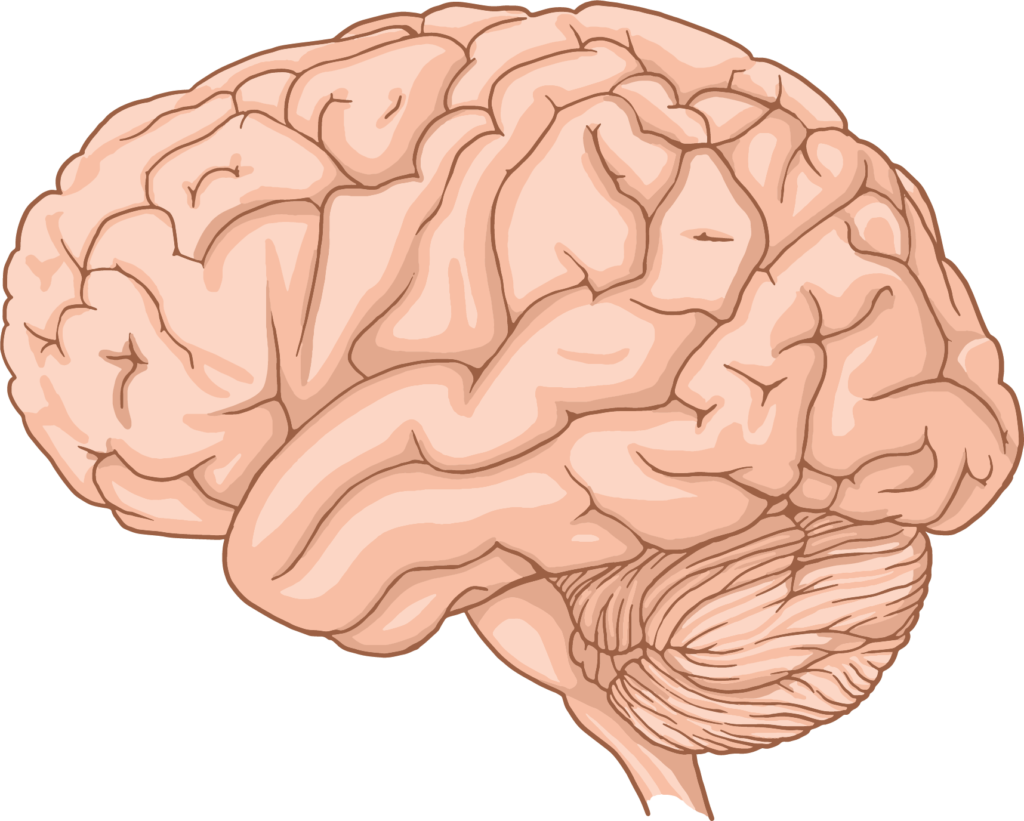 Anatomical illustration of the human brain lobes in lateral view