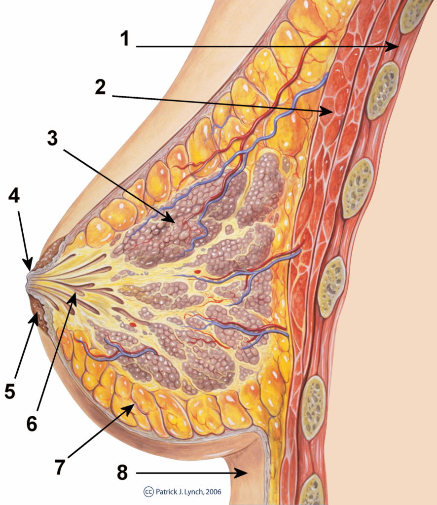 Cross-section drawing of normal breast tissue showing lobules, milk ducts and fatty tissue