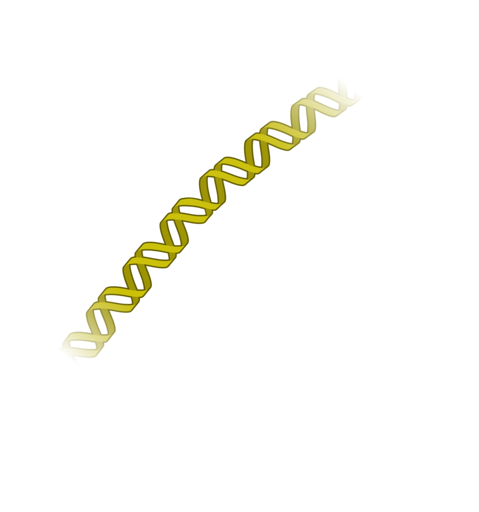 DNA çift sarmalının yapısını ve bazlarını gösteren moleküler illüstrasyon