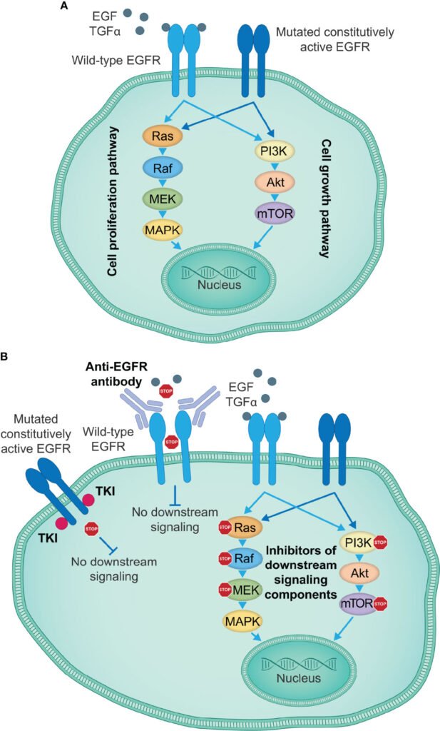 Diagram of how EGFR-targeted drugs block the receptor and its signalling