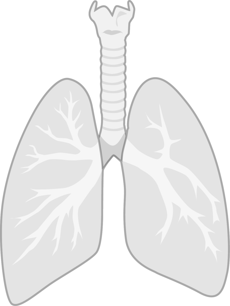 Anatomical drawing of the human lungs, windpipe and bronchi