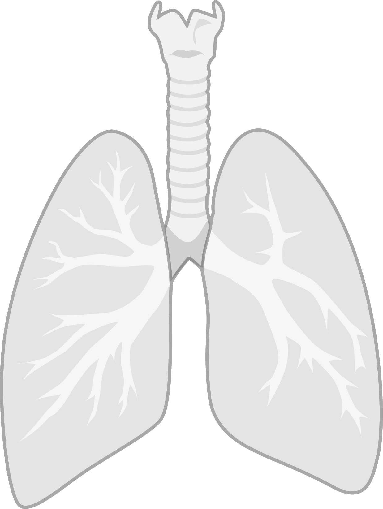 Drawing of the structure of the lungs