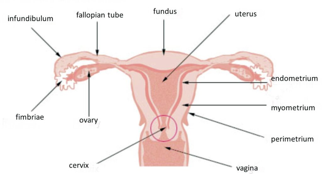 Rahim ağzının rahim ve vajina ile ilişkisini gösteren anatomik çizim