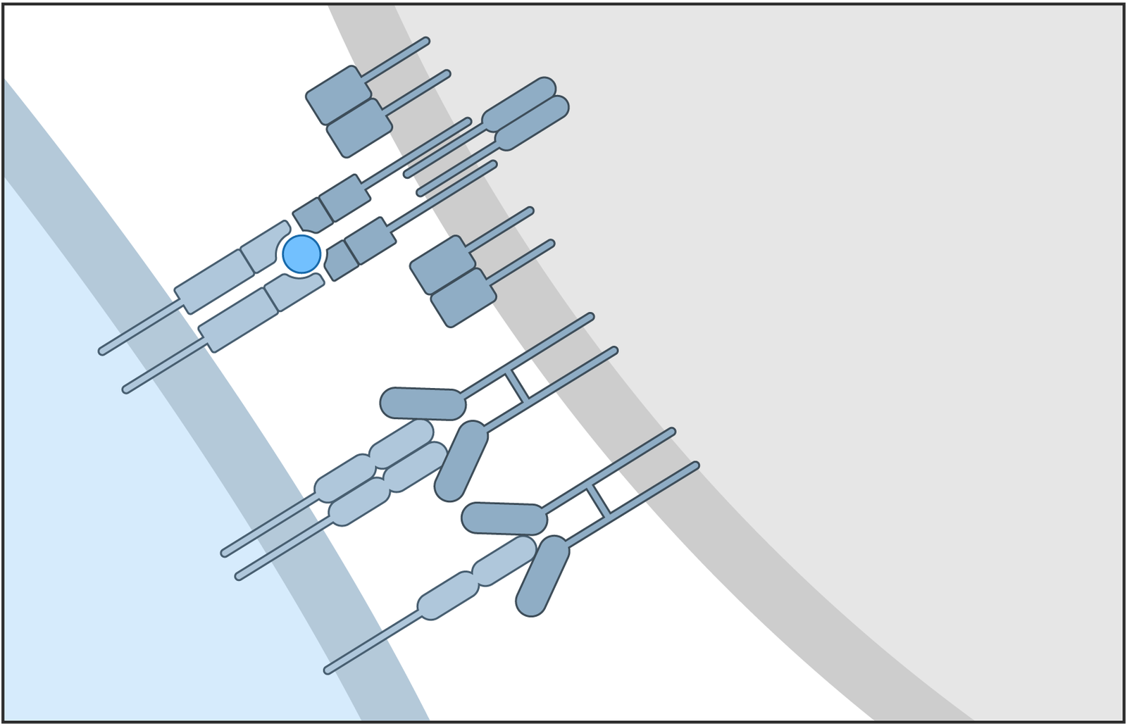 Illustration of the immune synapse
