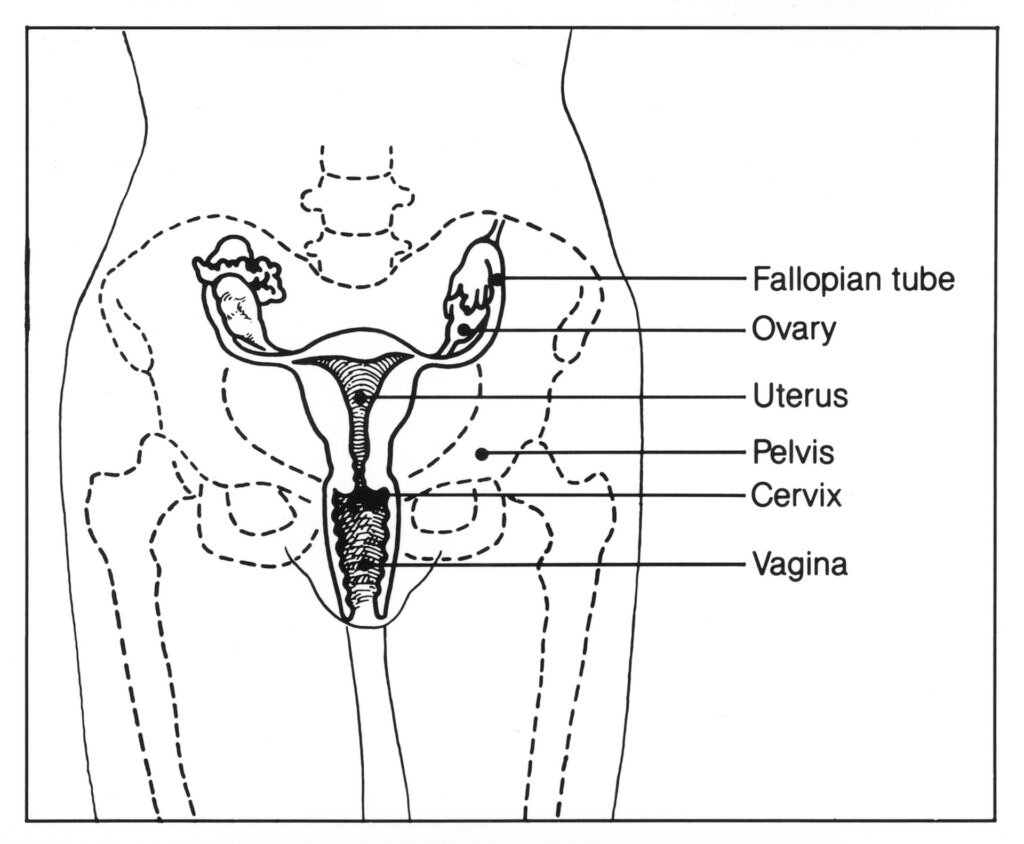 Anatomical line drawing of the female pelvic organs in side view