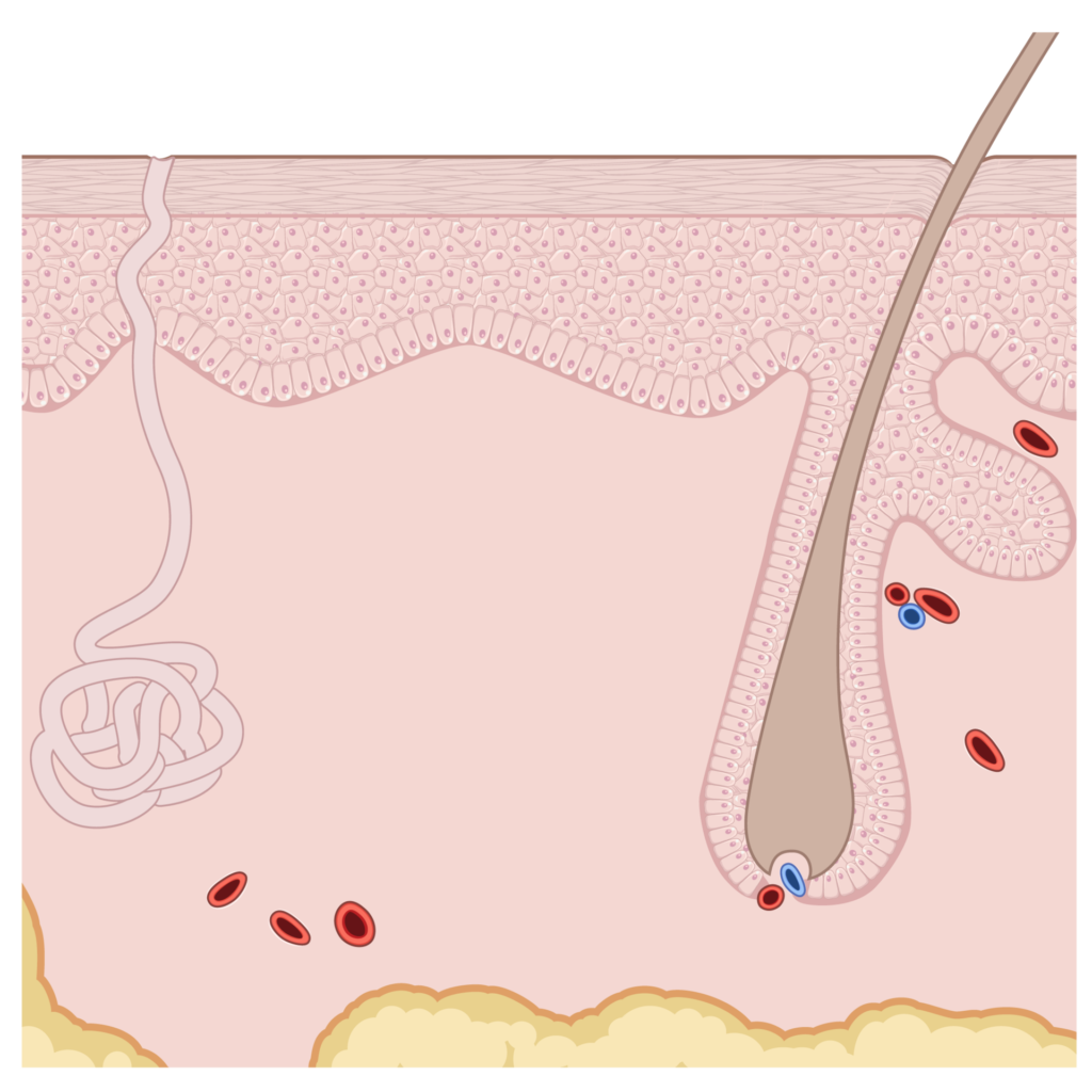 Skin cross-section drawing including the basal cell layer of the epidermis