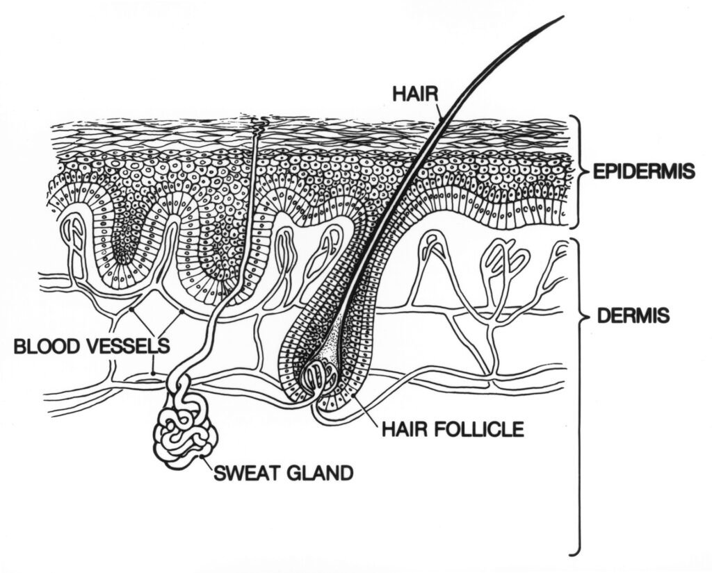 Cildin epidermis ve dermis katmanlarını gösteren kesit çizimi