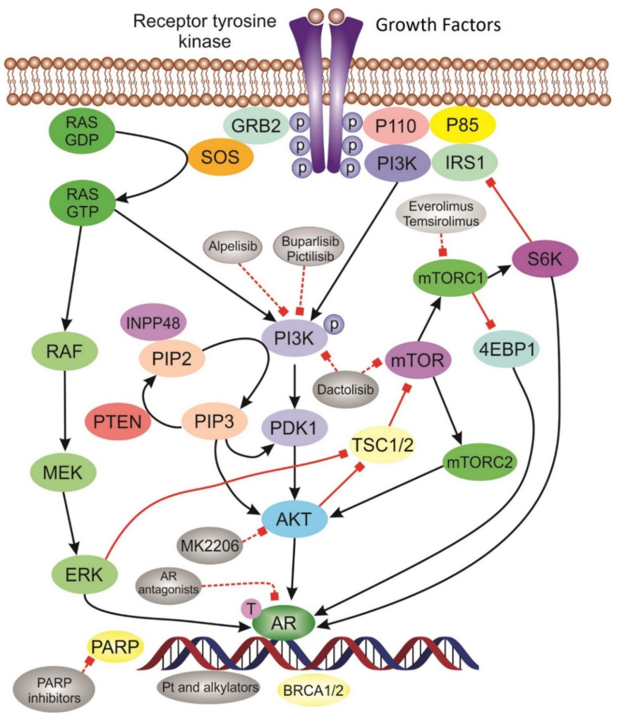 Diagram of targetable intracellular signalling pathways in triple-negative breast cancer
