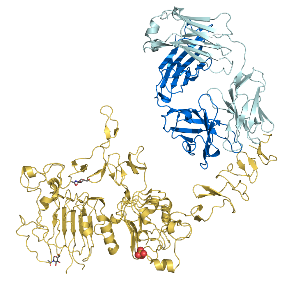 Trastuzumab antikorunun HER2 reseptörüne bağlanmasını gösteren moleküler model
