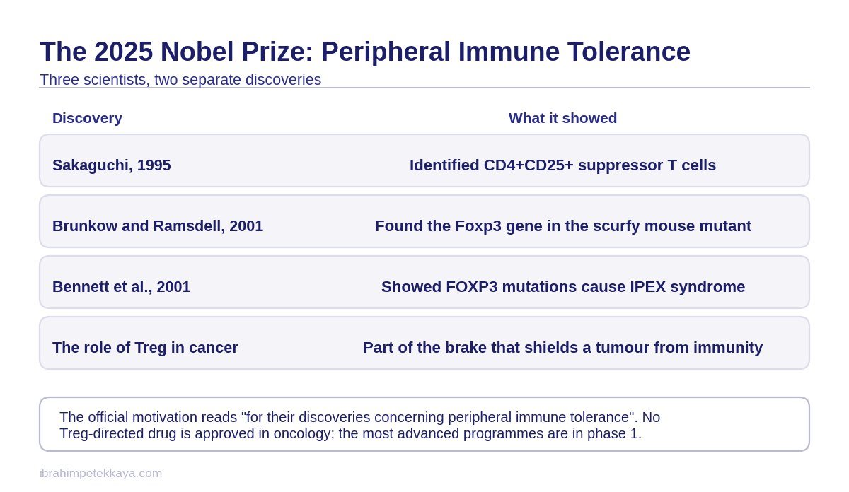 Diagram of the stages in the discovery of regulatory T cells and the citation for the 2025 Nobel Prize