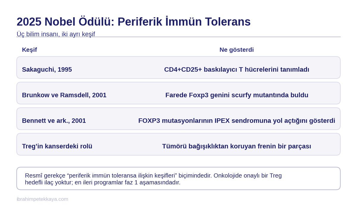 Regülatör T hücresi keşfinin aşamalarını ve 2025 Nobel Ödülü gerekçesini gösteren şema