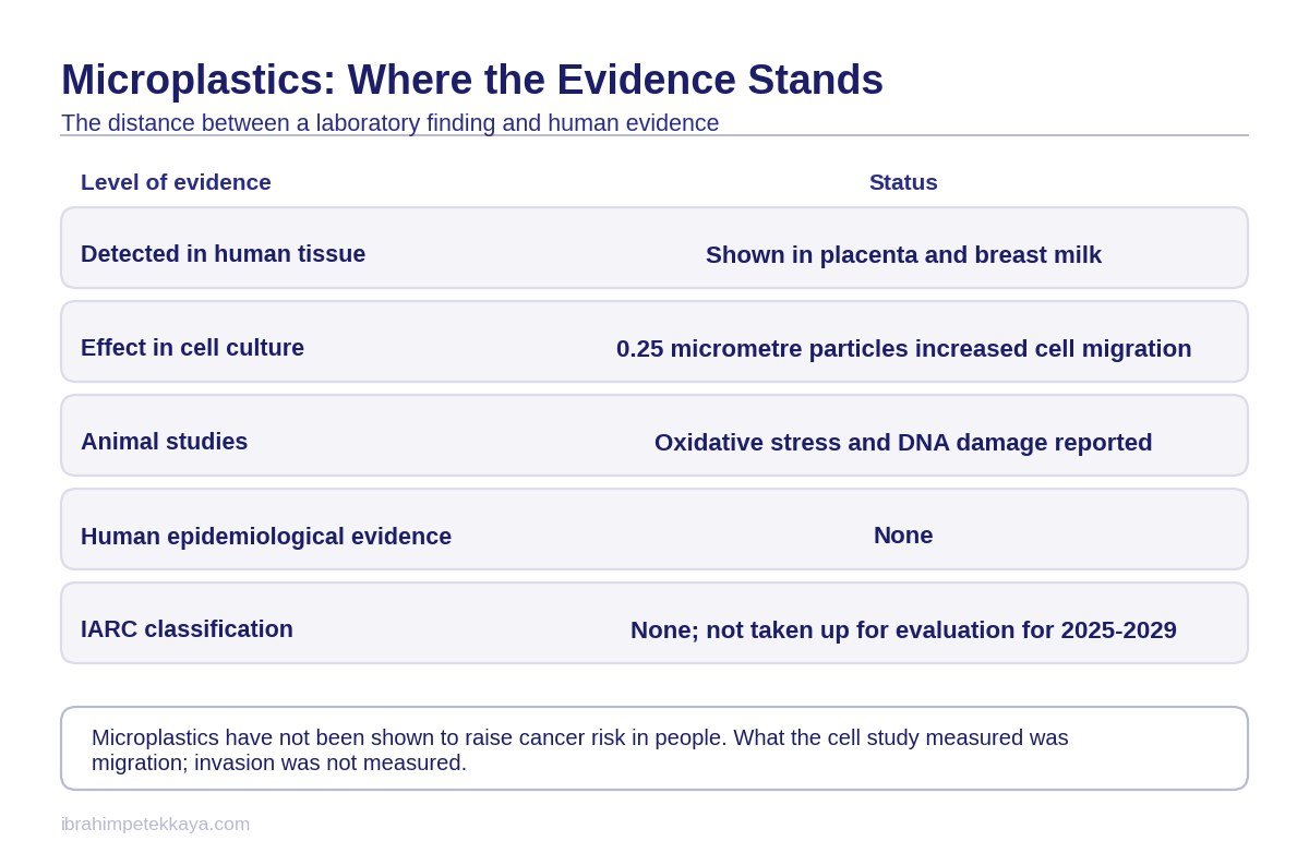 Diagram showing the gap between laboratory findings and human data on microplastics and cancer